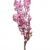 Magnolia 'Galaxy' DUŻE SADZONKI 250-300 cm (Magnolia)